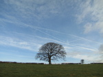 SX17167 Tree with blue sky.jpg